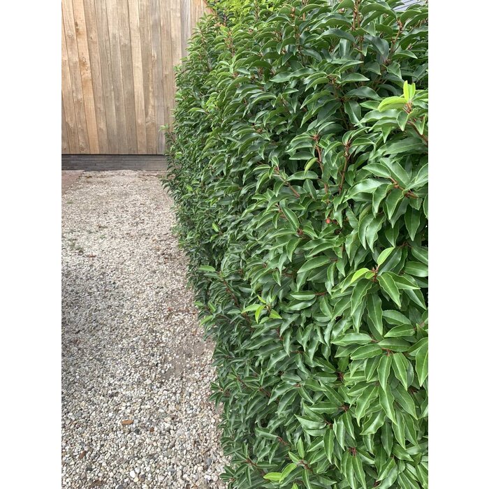 Portugese Laurierhaag - Prunus lusitanica 'Angustifolia'