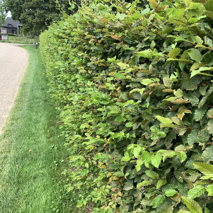 Haagbeuk - Carpinus betulus
