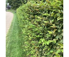 Carpinus betulus - Haagbeuk (Kale wortel)