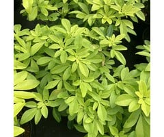 Mexicaanse oranjebloesem - Choisya 'Goldfingers'