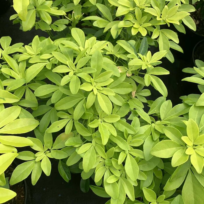 Mexicaanse oranjebloesem (Choisya 'Goldfingers')