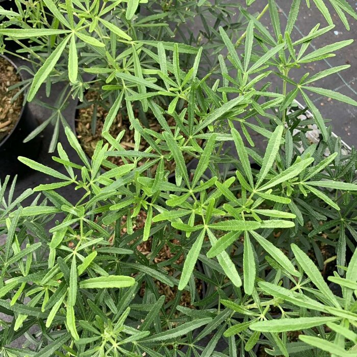 Mexicaanse oranjebloesem (Choisya 'Aztec Pearl')