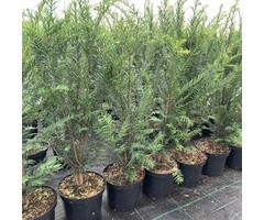 Taxus baccata - Venijnboom