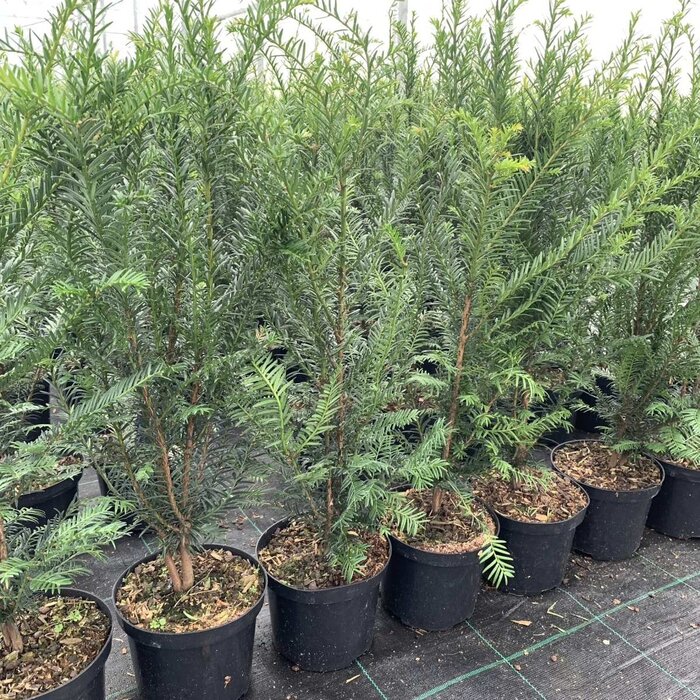 Venijnboom - Taxus baccata