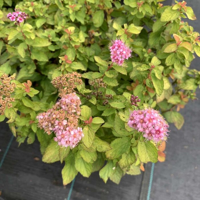 Spierstruik - Spirea japonica Zen'Spirit Caramel