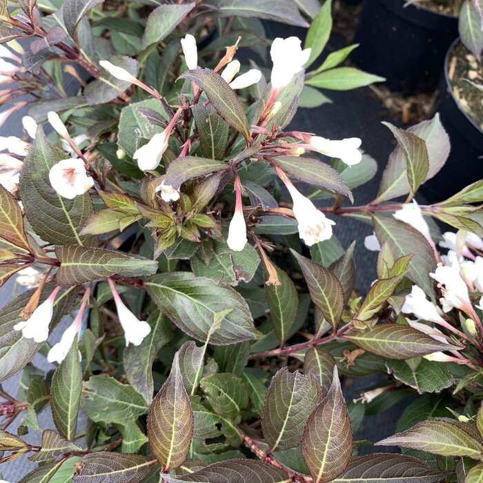 Weigelia (Weigela Black and White)