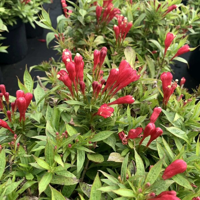 Weigela florida 'Picobella Rosso' - Dwergweigelia