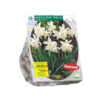 Narcis - Narcis Mini Thalia per 15