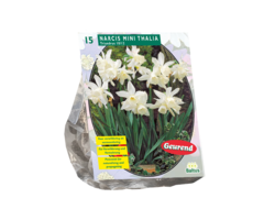 Narcis - Narcis Mini Thalia per 15