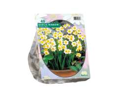 Narcis - Narcis Mini Minnow per 40
