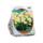 Narcis - Narcis Mini Minnow per 40