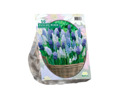 Blauw druifje - Muscari Mix per 50