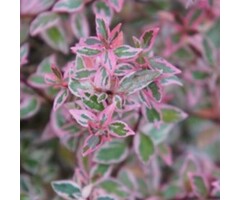 Abelia - Abelia grandiflora 'Conti'