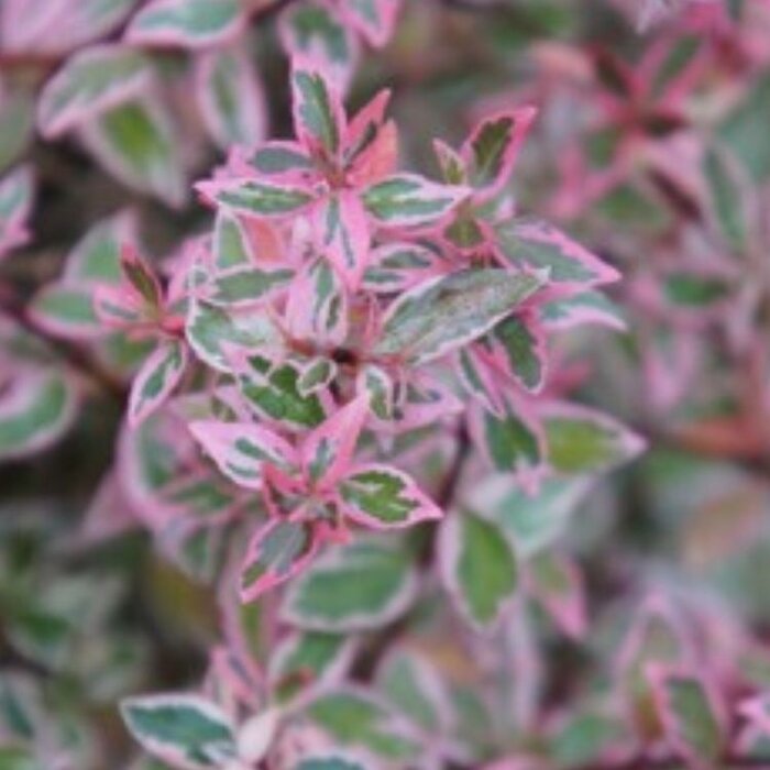 Abelia (Abelia grandiflora 'Conti')