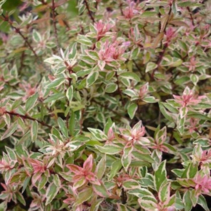 Abelia (Abelia grandiflora 'Conti')