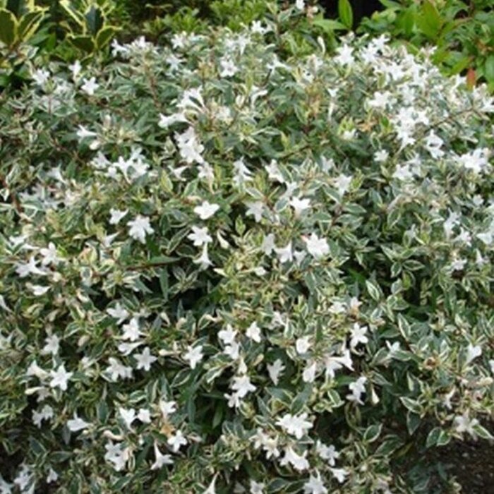 Abelia (Abelia grandiflora 'Conti')