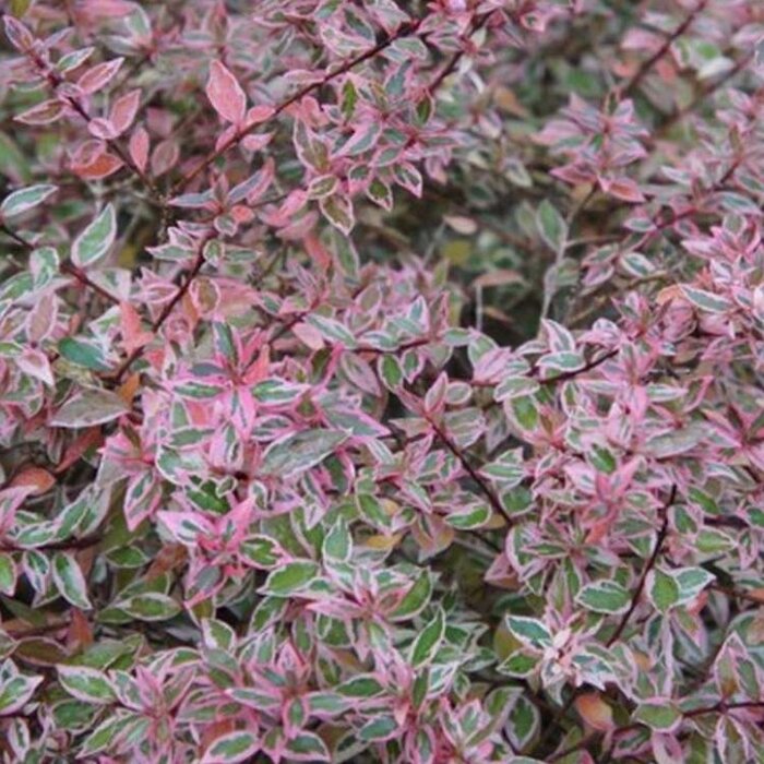 Abelia (Abelia grandiflora 'Conti')