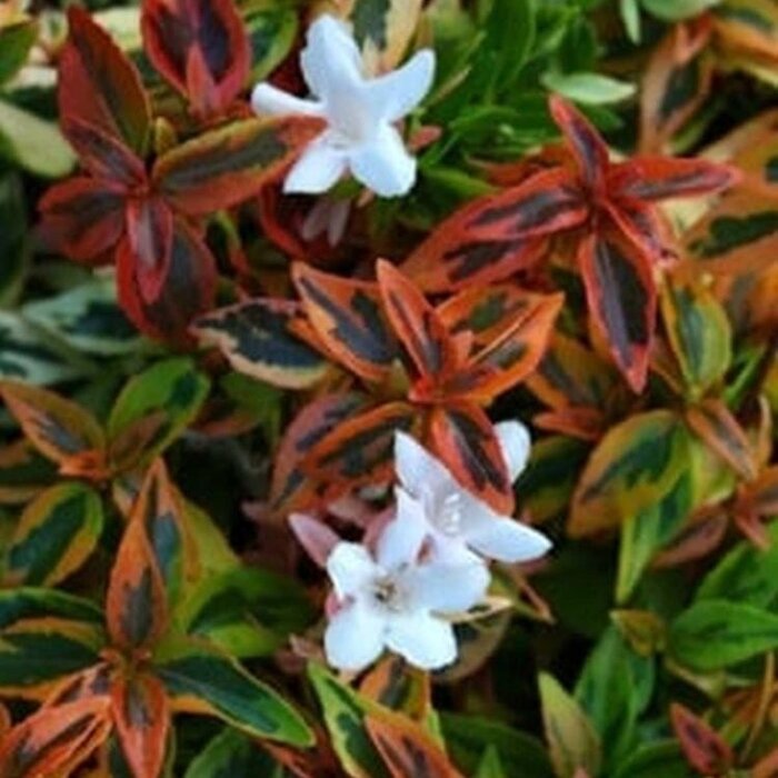 Abelia (Abelia grandiflora 'Kaleidoscope' )