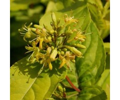Amerikaanse weigelia - Diervilla sessilifolia 'Butterfly'