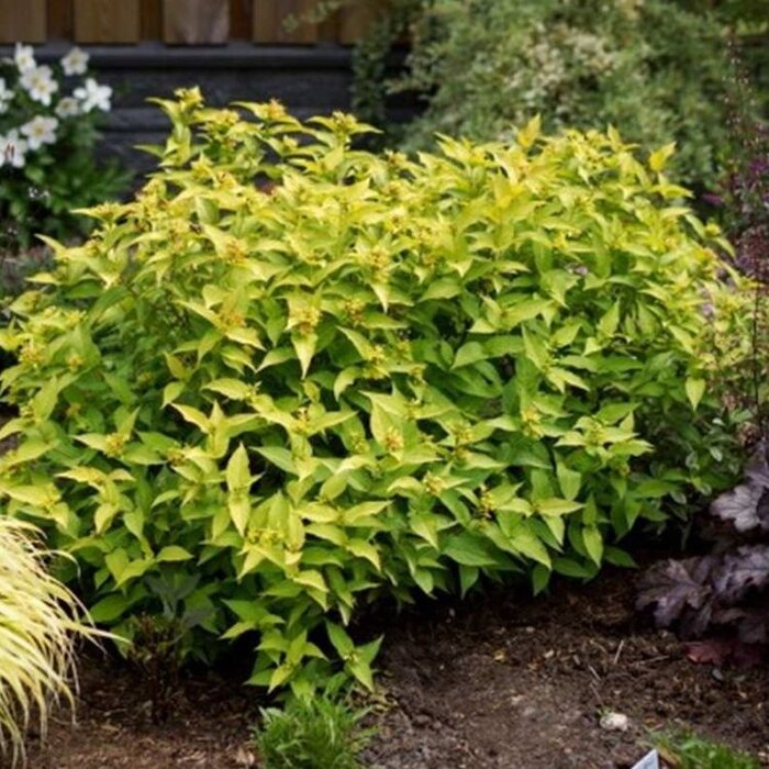 Amerikaanse weigelia (Diervilla sessilifolia 'Butterfly')