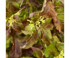 Amerikaanse weigelia - Diervilla splendens