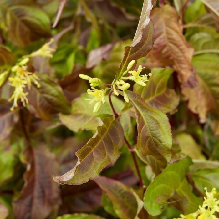 Amerikaanse weigelia (Diervilla splendens )