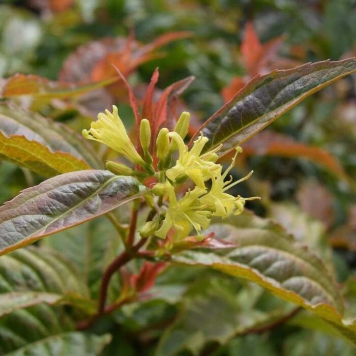 Amerikaanse weigelia (Diervilla splendens )