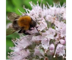 Caryopteris 'Stephi' - Baardbloem