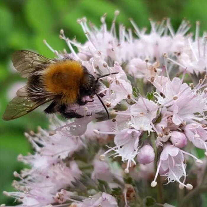 Baardbloem (Caryopteris clandonensis Stephi)