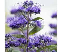 Baardbloem - Caryopteris clandonensis 'Grand Blue'