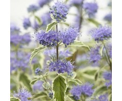 Baardbloem - Caryopteris clandonensis 'White Surprise'
