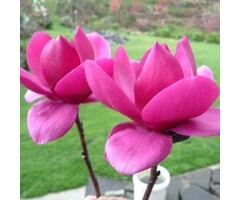 Beverboom - Magnolia 'Cleopatra'