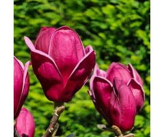 Beverboom - Magnolia 'Genie'