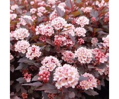 Physocarpus opulifolius 'Little Joker'- Blaasspirea