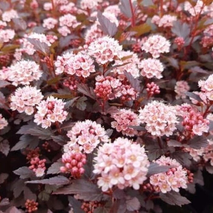 Physocarpus opulifolius 'Little Joker'- Blaasspirea