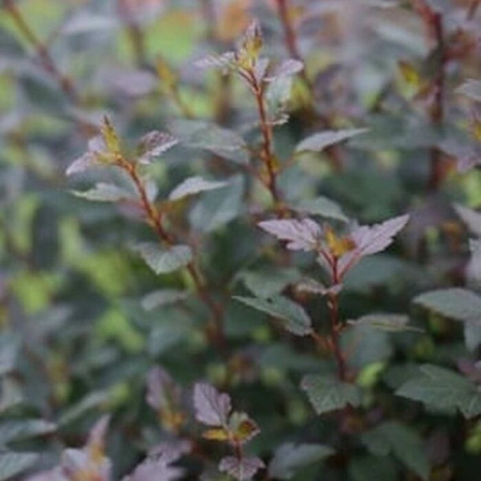 Physocarpus opulifolius 'Little Joker'- Blaasspirea
