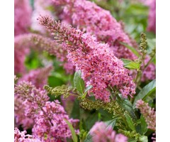Buddleja davidii butterfly Candy Little Pink' - Vlinderstruik