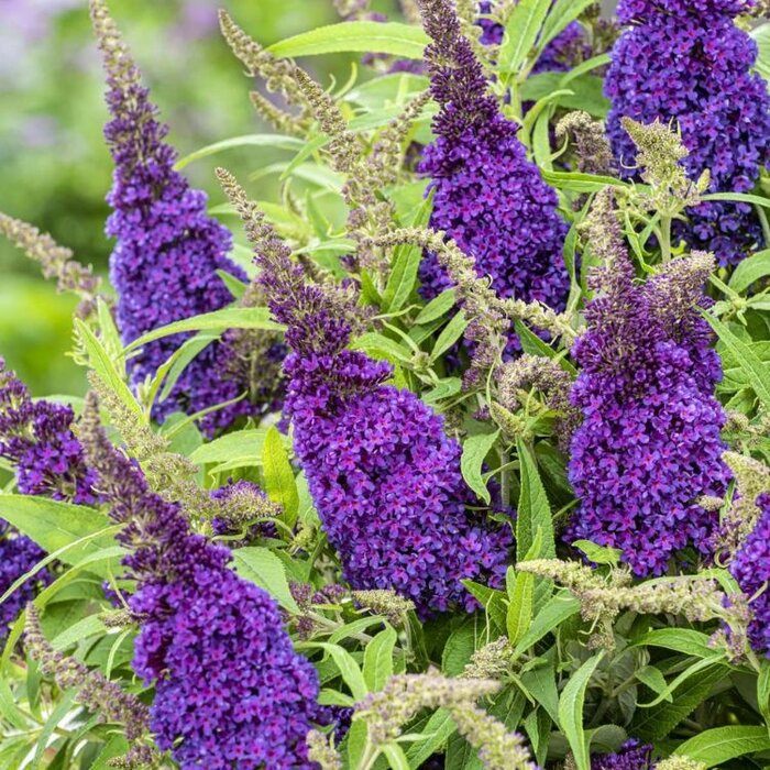 Vlinderstruik 'Little Purple' - Buddleja Butterfly Candy