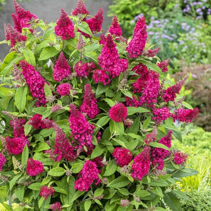 Vlinderstruik 'Little Ruby' - Buddleja Butterfly Candy