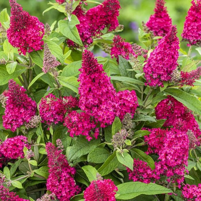 Vlinderstruik 'Little Ruby' - Buddleja Butterfly Candy