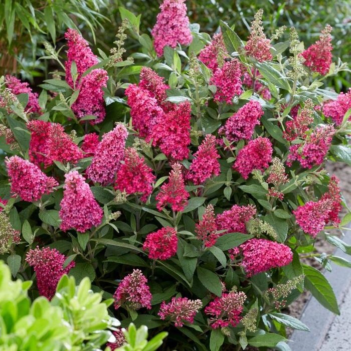 Vlinderstruik 'Little Ruby' - Buddleja Butterfly Candy