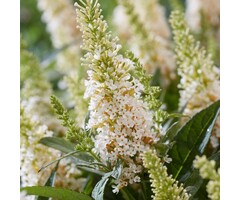 Buddleja davidii butterfly Candy Little White' - Vlinderstruik