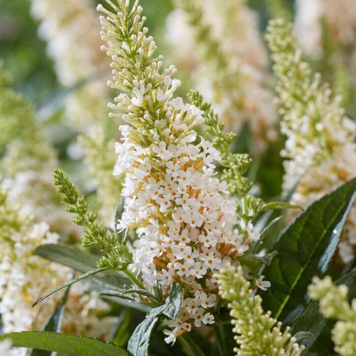 Vlinderstruik 'Little White' - Buddleja Butterfly Candy