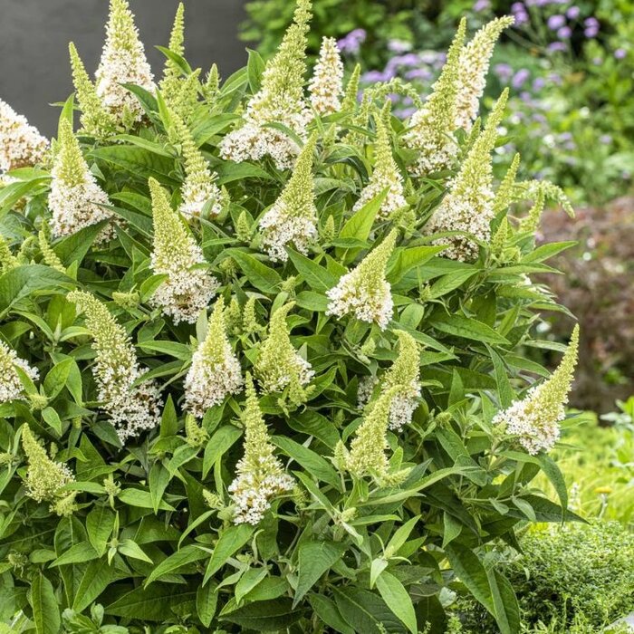 Vlinderstruik 'Little White' - Buddleja Butterfly Candy