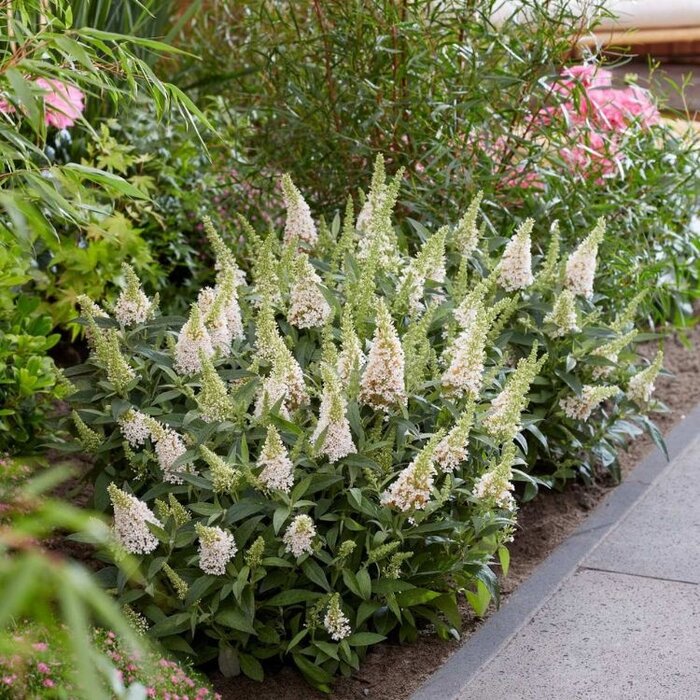 Vlinderstruik 'Little White' - Buddleja Butterfly Candy