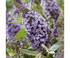 Buddleja davidii Butterfly Candy Lila Sweetheart' - Vlinderstruik