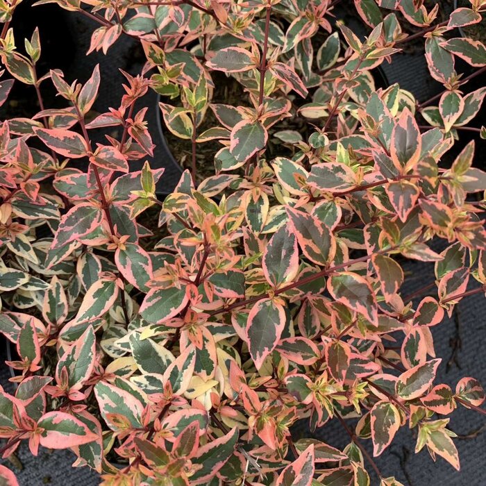 Abelia (Abelia grandiflora 'Conti')