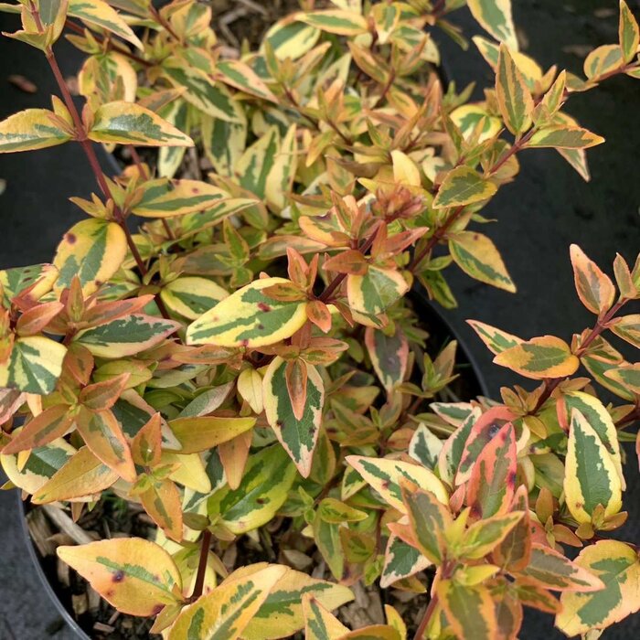 Abelia - Abelia grandiflora 'Tricolor Charm'