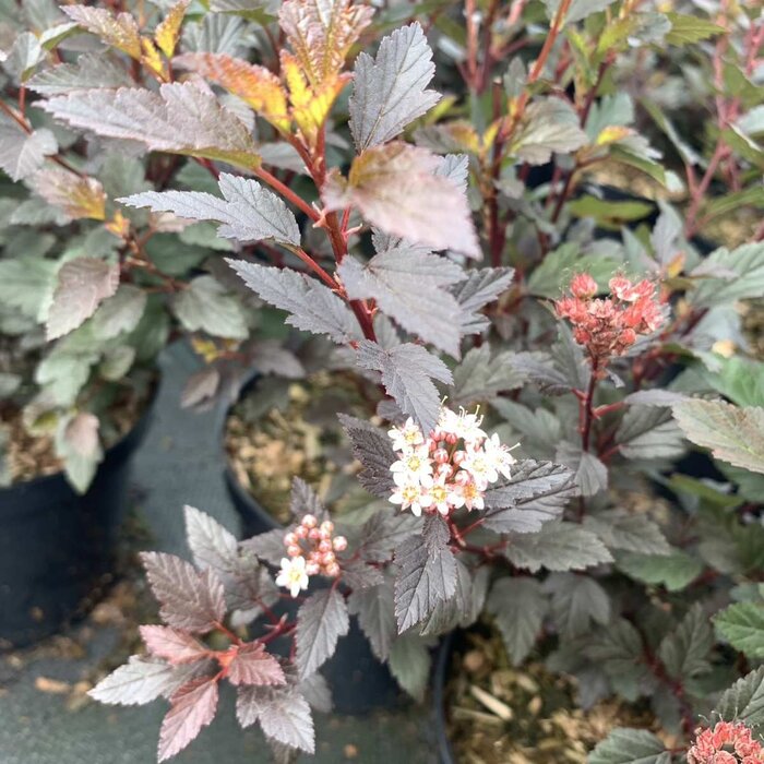 Physocarpus opulifolius 'Little Angel'- Blaasspirea