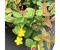 Hypericum inodorum 'Arcadia' - Hertshooi